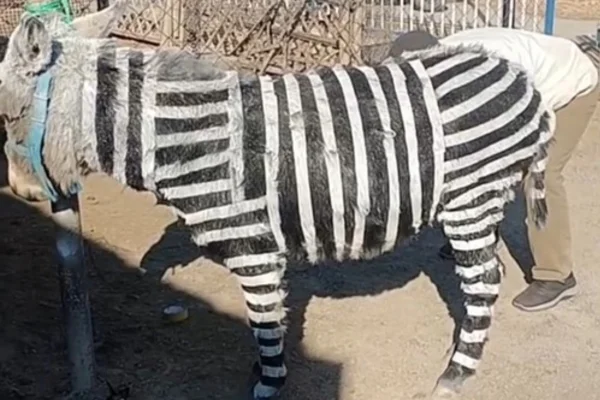 Imagem colorida mostra burro pintado como zebra | Metrópoles