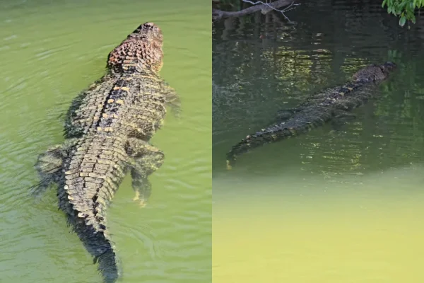 Imagem colorida, Pescador filma jacaré gigante nadando tranquilo: "De estimação" - Metrópoles