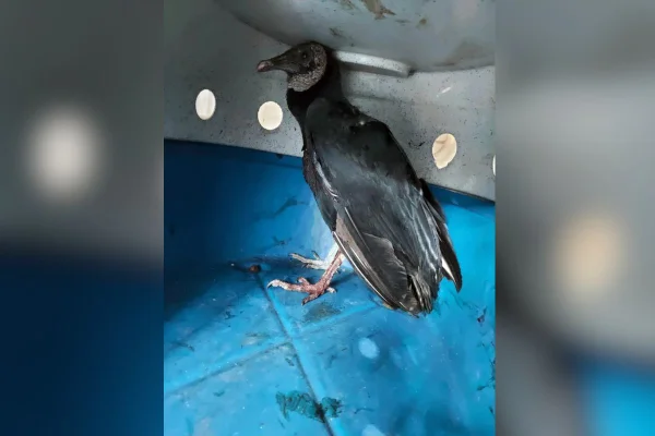 Imagem colorida mostra urubu resgatado após acertar linha com cerol - Metrópoles