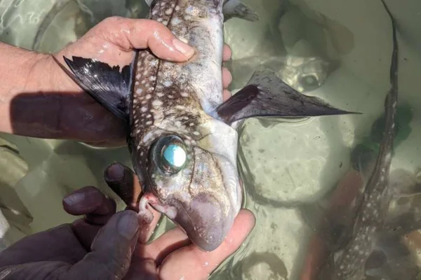 Macho de peixe-rato-pintado (Hydrolagus colliei) capturado exibindo o clásper frontal (tenáculo) [estendido/ereto] na parte frontal da cabeça. Metrópoles