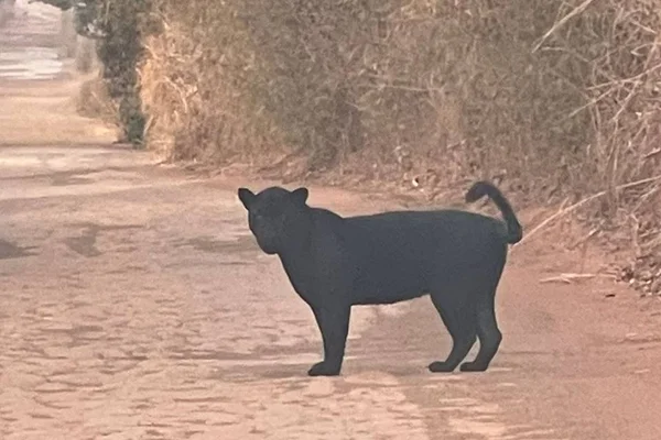 onça preta na divisa entre goiás e mato grosso