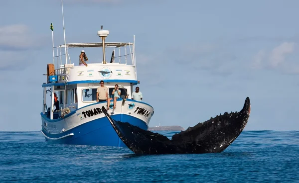 São Sebastião: avistamento de baleias torna cidade ponto turístico