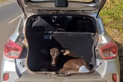 Bezerro encontrado em porta-malas de carro na cidade de José Bonifácio