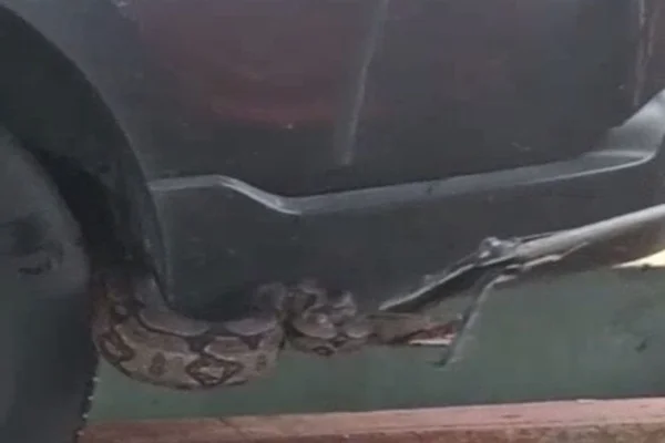 Jiboia de dois metros é encontrada dentro de carro no Jardim Botânico