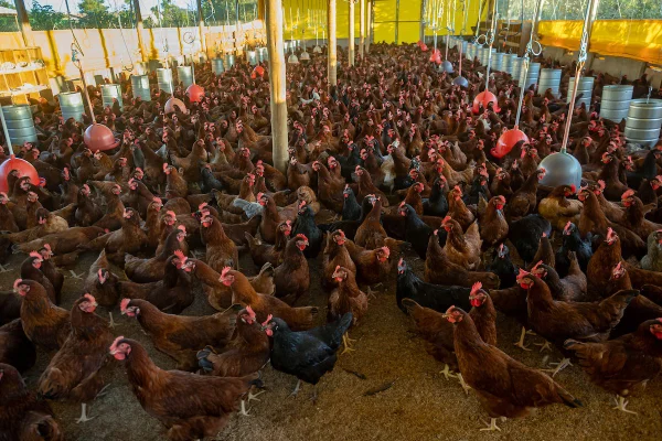 Gripe aviária: Jardim Botânico e lojas que vendem aves são vistoriadas