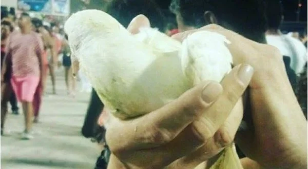 Infestação de piolho de pombo atinge escola de Samambaia
