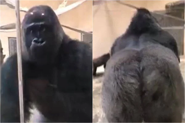 Cenzoo gorila