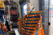 Mimi passa os dias na loja recebendo os clientes 