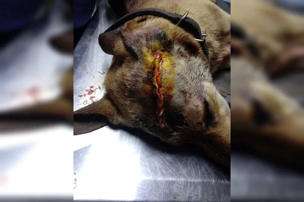 Vídeo: no DF, cachorro é esfaqueado por vizinho que se irritou com latidos