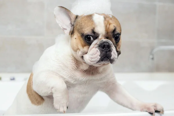 Imagem colorida de cachorro em banheira