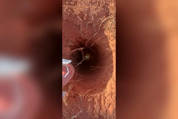 goias cachorro resgatado apos cair em buraco