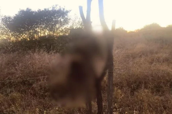 Gatos são mortos “crucificados” no Sertão da Paraíba
