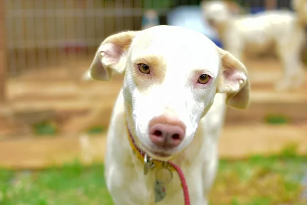 Confira três dicas caseiras para ajudar um cão com diarreia