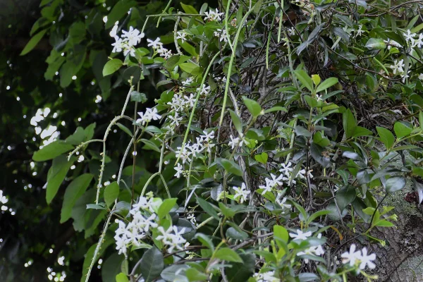 foto colorida trepadeira jasmim-de-leite