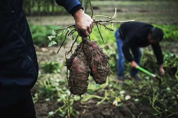 Foto colorida de uma plantação de batata - Metrópoles