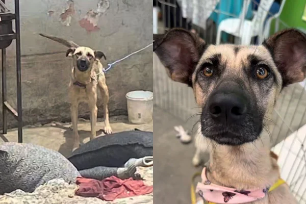 Fotos coloridas de cadela Bebebl, que foi resgatada presa por correntes