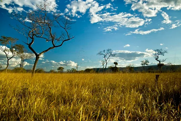 Foto colorida de desmatamento no Cerrado - Metrópoles