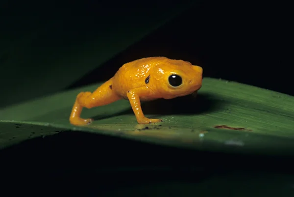 Sapo amarelo em folha verde - Metrópoles