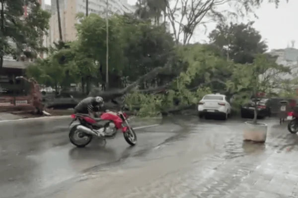 Chuva em SP provoca cachoeira no metrô e queda de árvore sobre carros - destaque galeria
