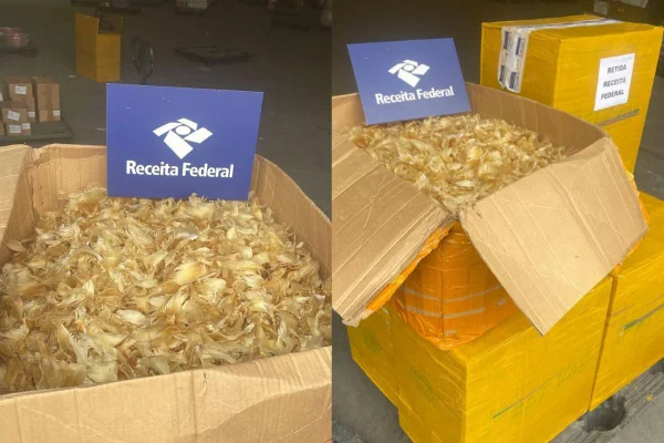 Imagem colorida mostra barbatanas de tubarão - Metrópoles