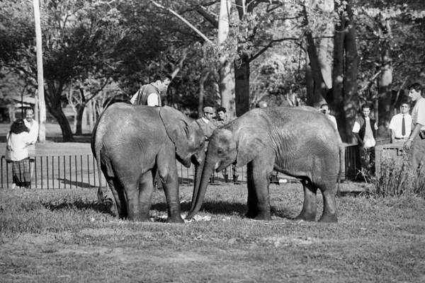 Zoo de Brasília é mais antigo que a capital; conheça história dos primeiros animais