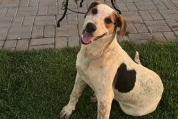 Após caso Orelha, cão Abacate morre baleado e polícia investiga