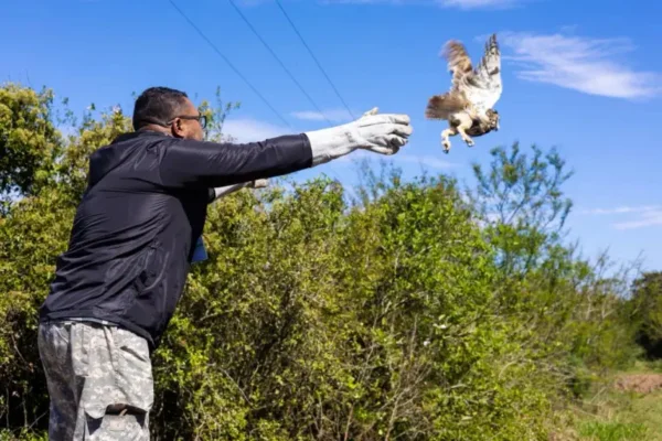 Coruja-orelhuda é resgatada de linha de pipa e devolvida à natureza