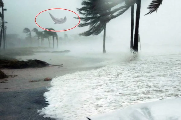 Fotógrafo flagra golfinho voando durante furacão Dorian?