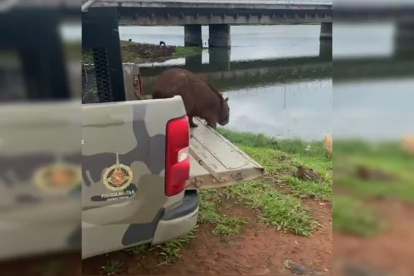 Vídeo: capivara é resgatada e se desequilibra ao sair de carro da PM