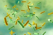 Os probióticos são importantes para refazer a microbiota intestinal com bactérias boas Os probióticos são importantes para refazer a microbiota intestinal com bactérias boas