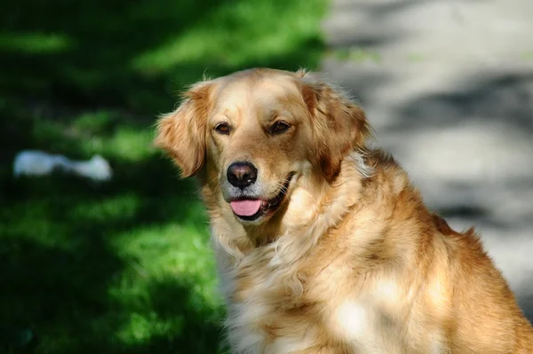 Cachorro