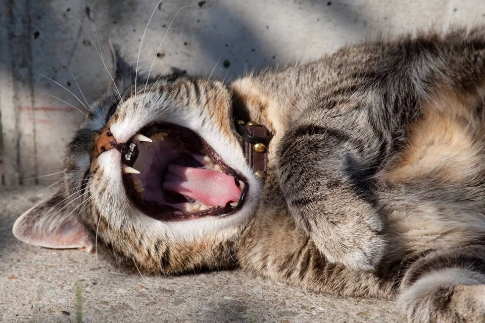 A hora da soneca é a preferida dos gatinhos A hora da soneca é a preferida dos gatinhos