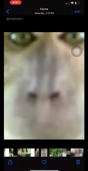 Ao recuperar o aparelho, o homem se deparou com várias selfies do animal Ao recuperar o aparelho, o homem se deparou com várias selfies do animal