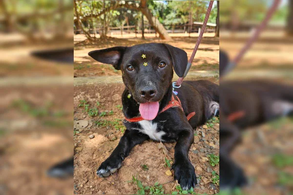 Cachorro preto