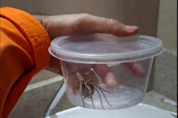Mulher encontra aranha gigante e chama bombeiros em MG: “Misericórdia”