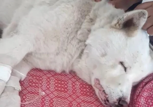 Yuki