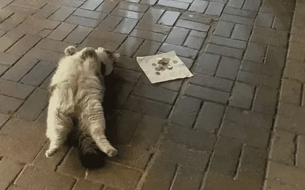 Fotografia de um gato deitado com a barriga para cima, ao lado de um papelão com moedas