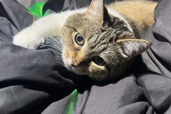 Imagem colorida de gata deitada na cama