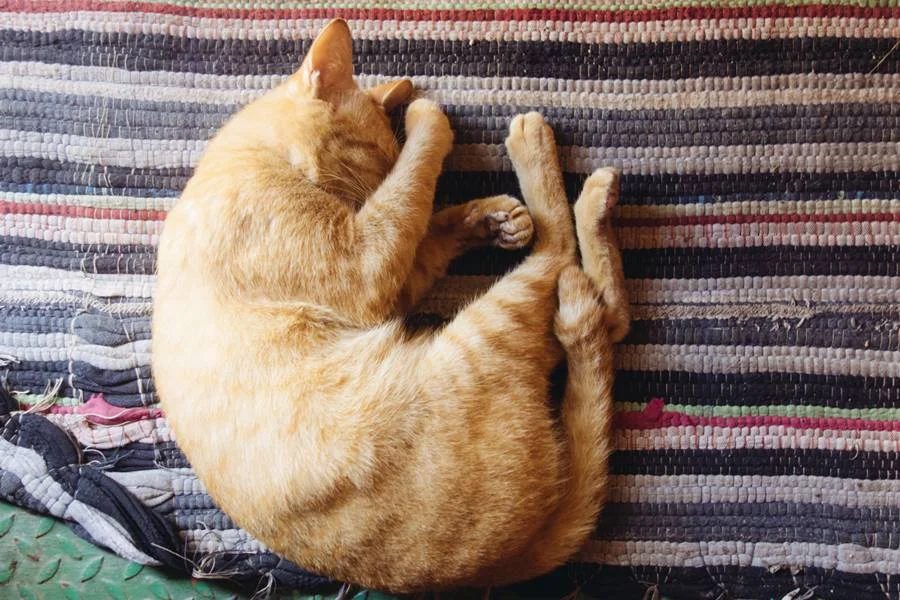 Tampar o rostinho para não ser incomodado é uma mania constante dos gatos Tampar o rostinho para não ser incomodado é uma mania constante dos gatos
