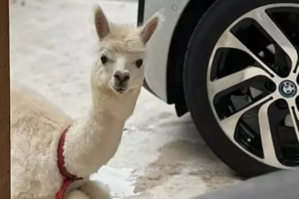 Imagem mostra alpaca que viralizou nas redes sociais como influencer - Metrópoles