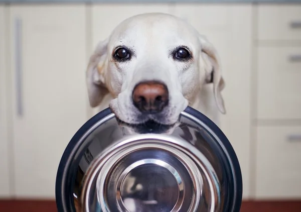 cachorro comida