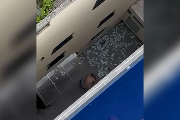 Rioprevidência: vizinho pega notas após “chuva de dinheiro” em SC