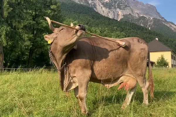 Foto colorida de vaca Veronika coçando o próprio corpo com uma vassoura - Pela primeira vez, vaca é filmada usando ferramentas para se coçar - Metrópoles