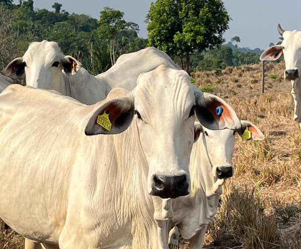 Fotografia colorida mostrando vacas-Metrópoles