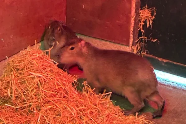 Em busca de liberdade? Capivara chamada Samba foge de zoológico