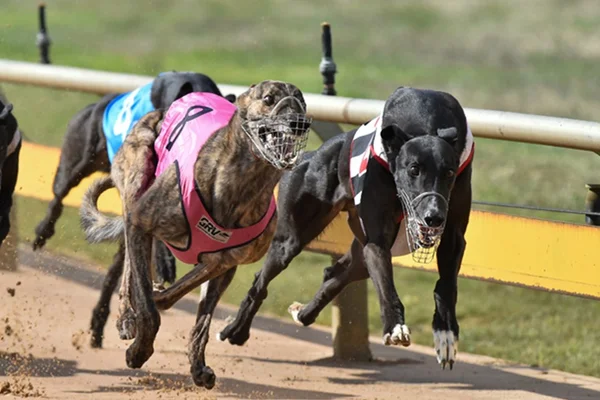Surto de coronavírus canino cancela corridas na Austrália