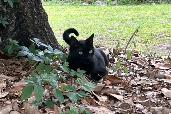 Imagem colorida de gato chamado Pepper parado entre as folhas - Metrópoles