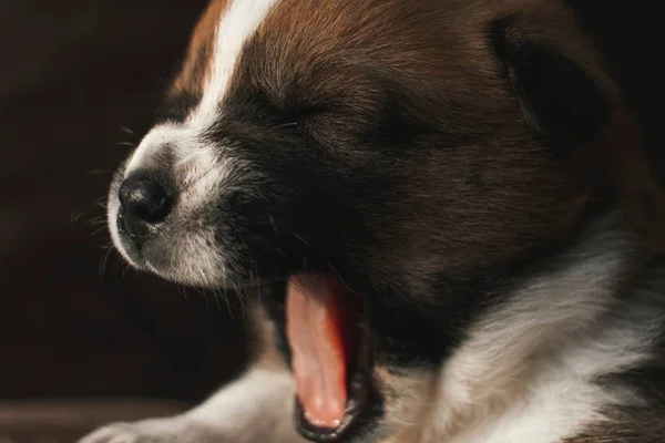 Confira como tratar e evitar a gripe em cães