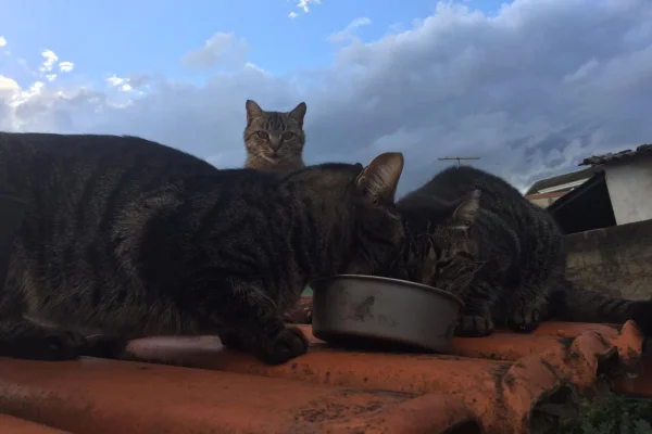 Condomínio do DF multa em R$ 1 mil moradora que alimenta gatos de rua