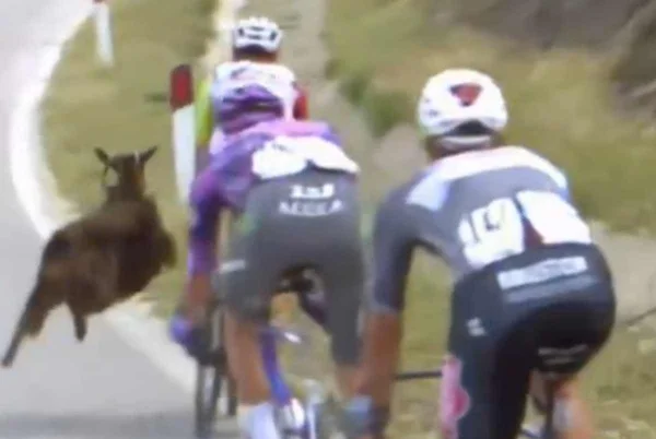 Imagem colorida de cabra saltando em direção ao ciclista - Metrópoles